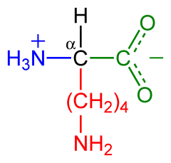 Lysine-zwitterion-2D
