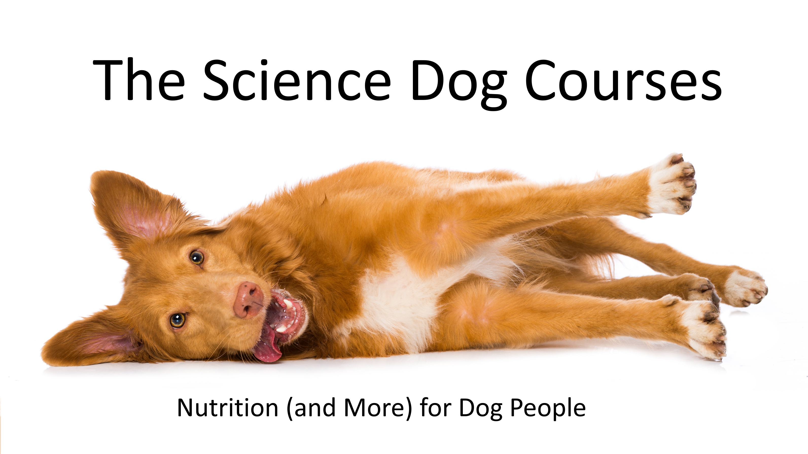 Beware the Straw Man: The Science Dog Explores Dog Training Fact